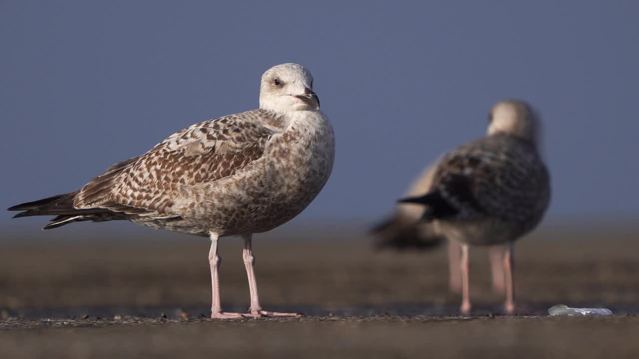 一只欧洲银鸥(Larus argentatus)在它第一年的冬天。视频下载