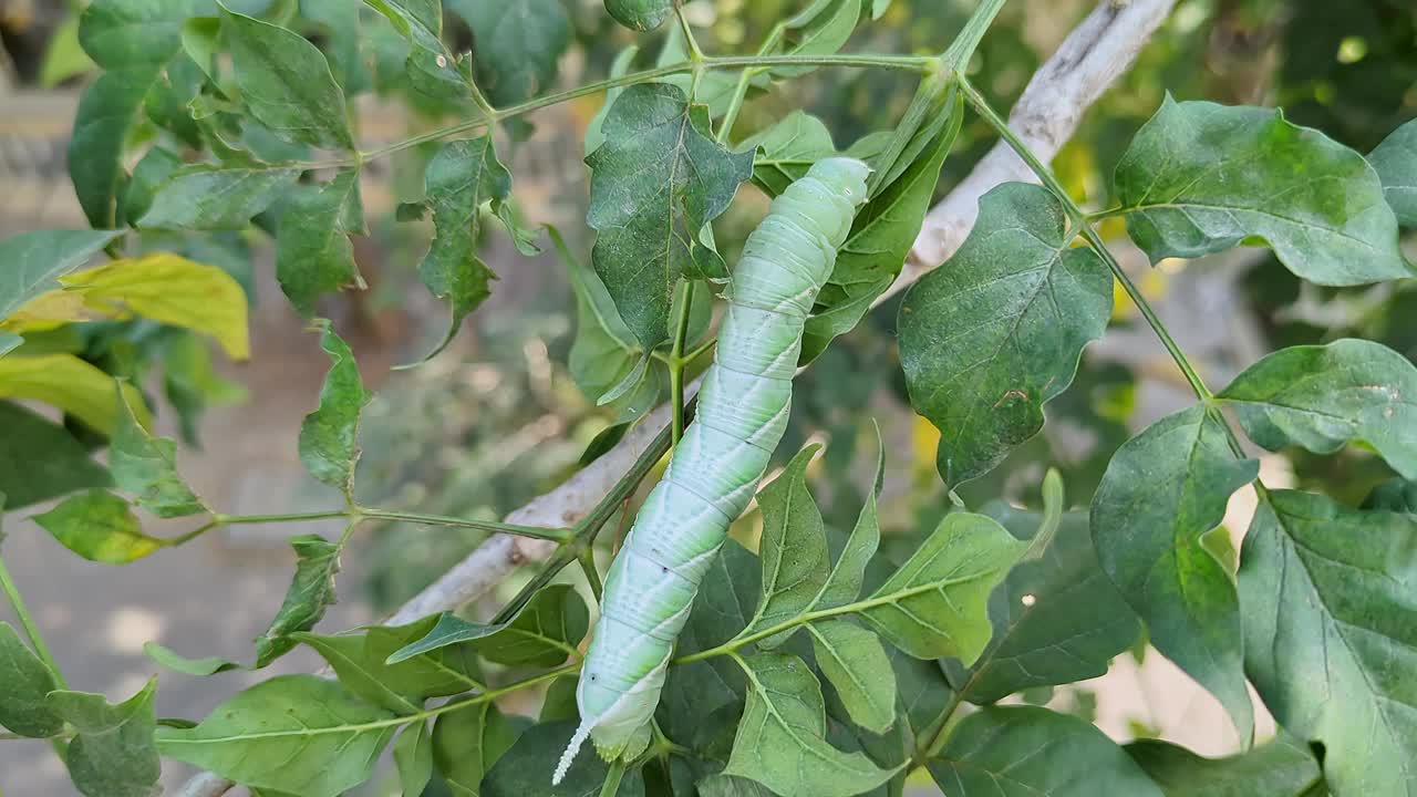 烟草角虫或Manduca sexta爬在树叶中间的树干上视频下载