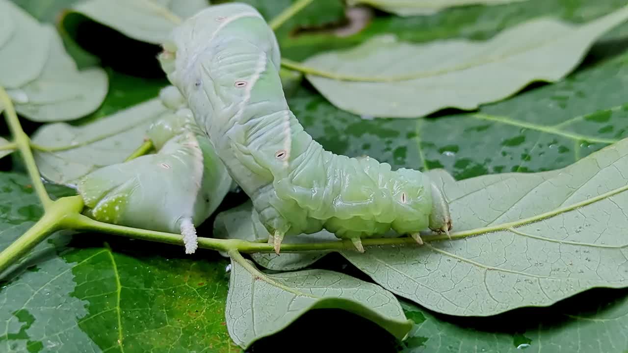 一只懒惰的烟草角虫或Manduca sexta在叶子上爬行的宏观视图视频下载