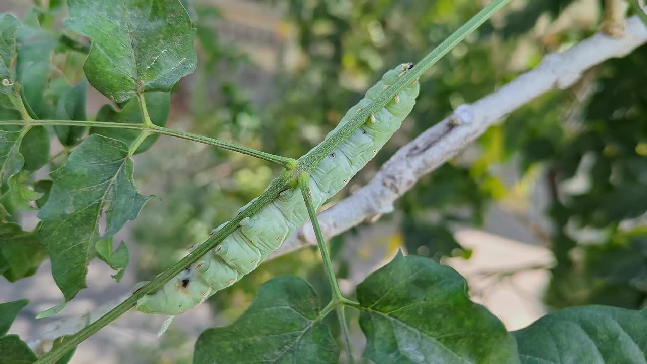 烟草角虫或Manduca sexta爬在树叶中间的树干上视频下载