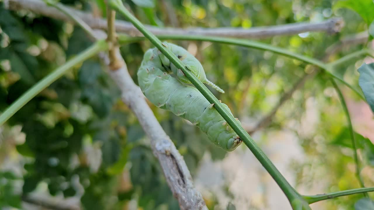 烟草角虫或Manduca sexta爬在树叶中间的树干上视频下载