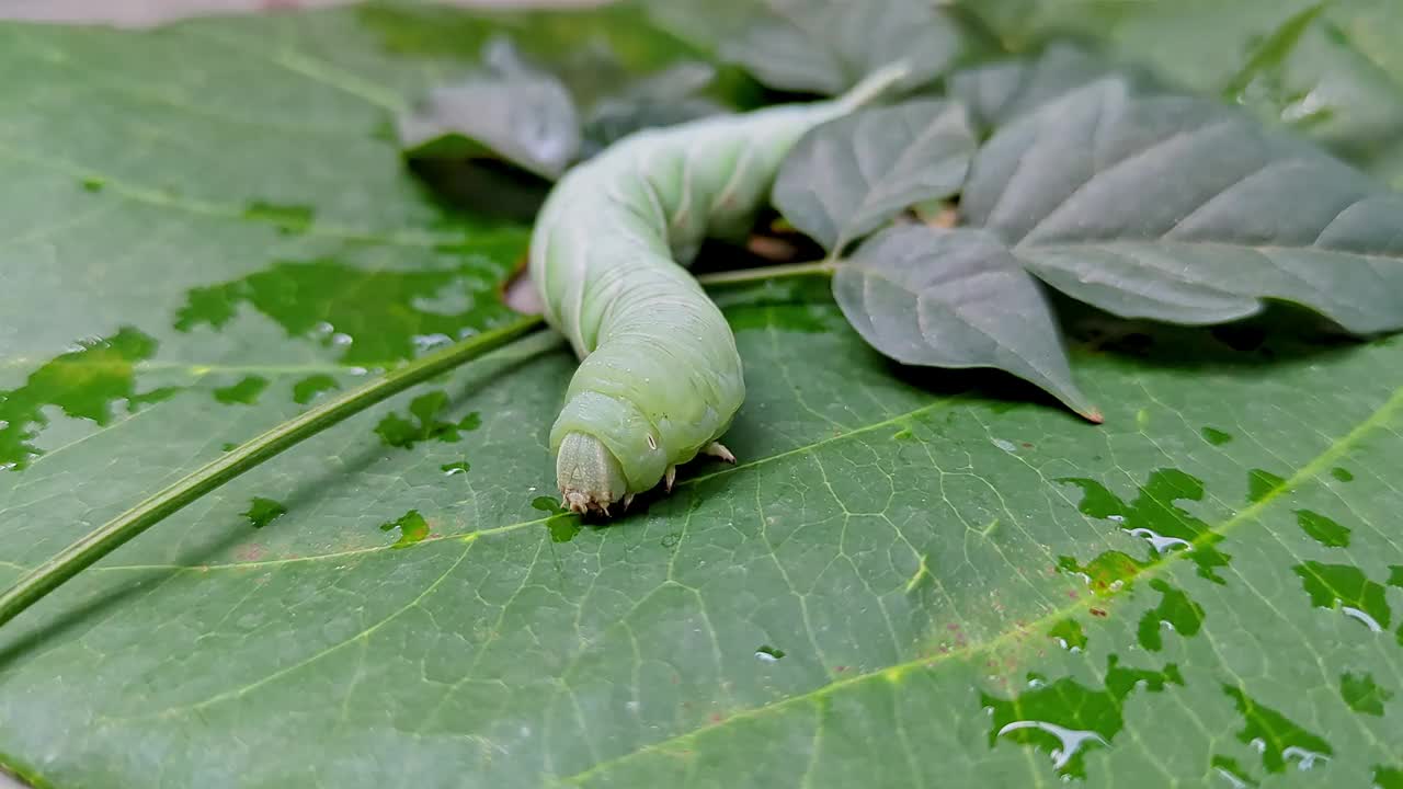 一个宏观特写显示烟草角虫或Manduca sexta在一片大叶子上爬行视频下载