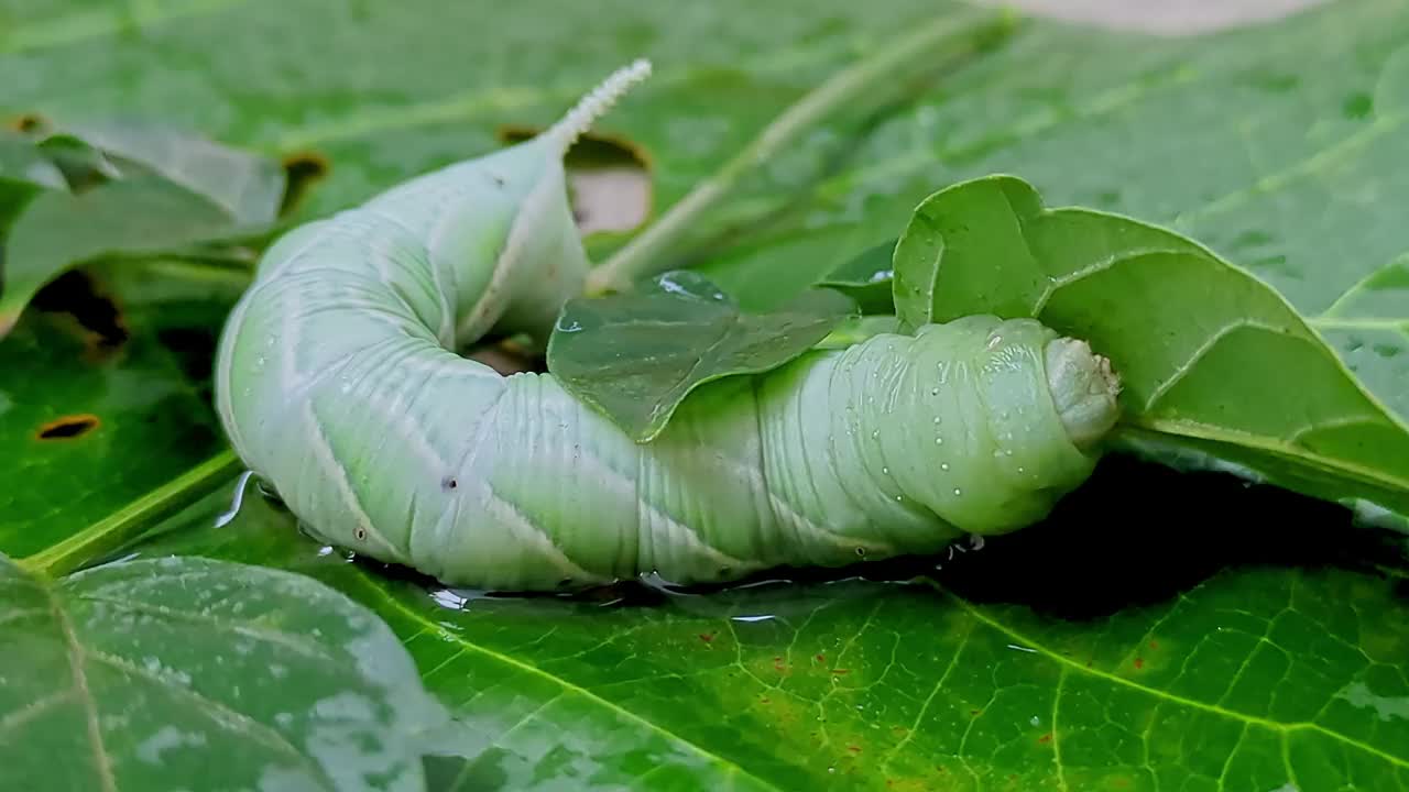 一只懒惰的烟草角虫或Manduca sexta在雨天吃叶子的宏观视图视频下载