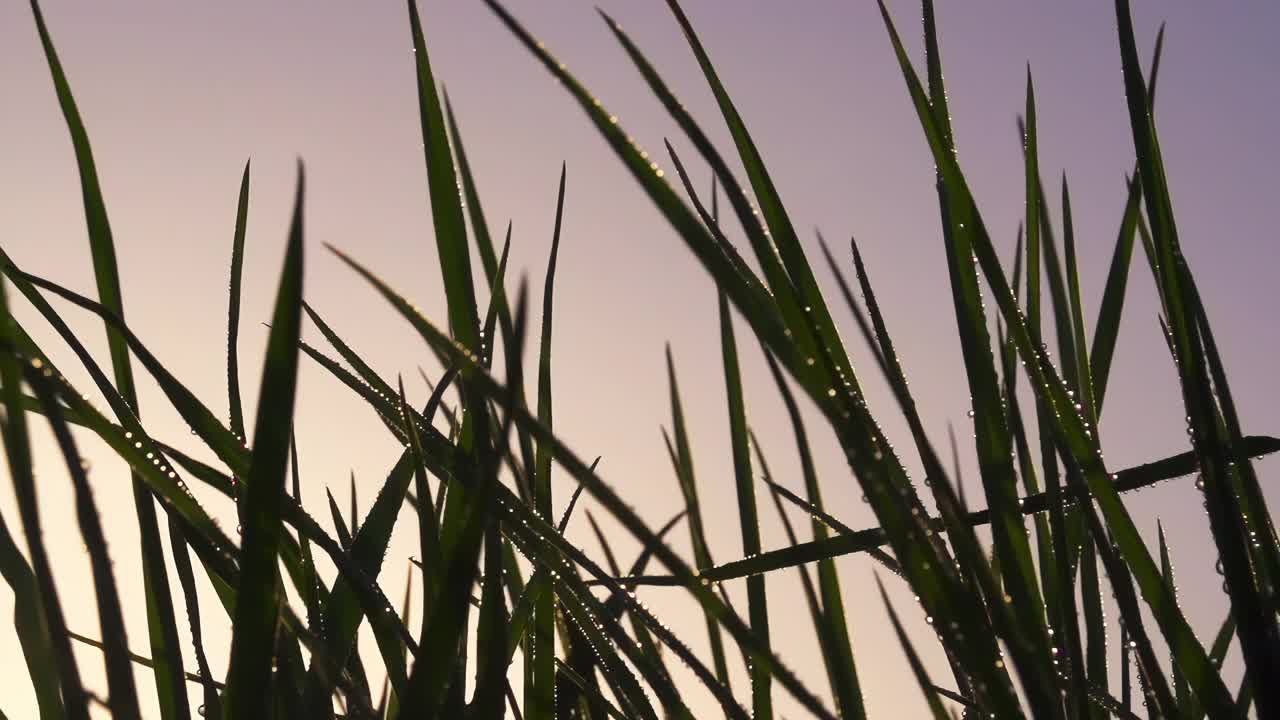 清晨的草视频下载