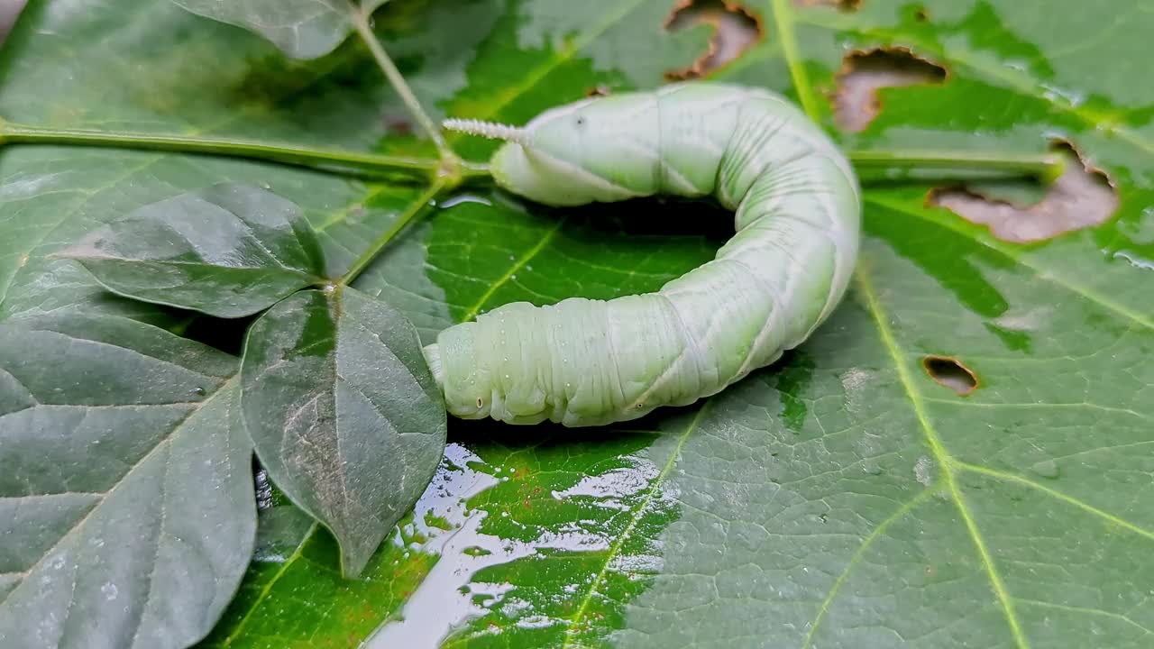 一只懒惰的烟草角虫或Manduca sexta在雨天吃叶子的宏观视图视频下载