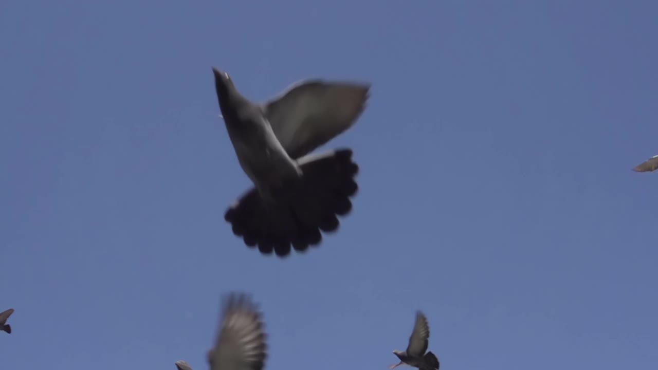 天空中的一群鸽子视频下载