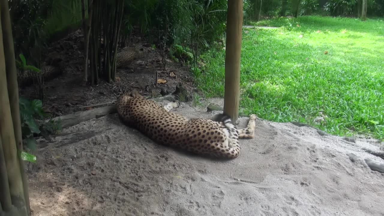 一只猎豹躺在泥土里视频素材