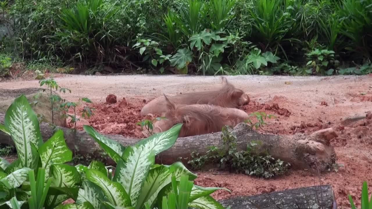 一群猪躺在树旁边的泥土里视频素材