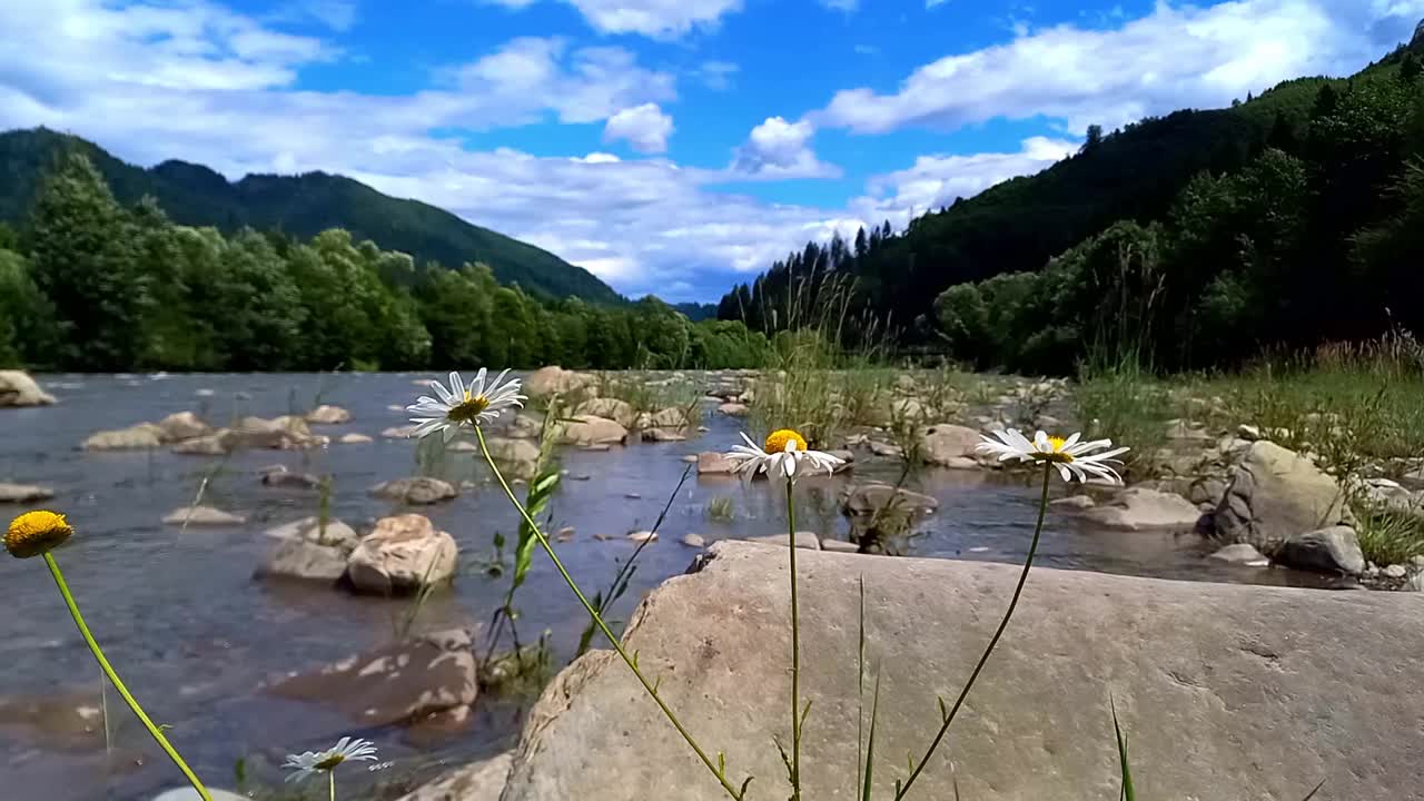 山的风景。基列摩什山河湍急的水流。森林覆盖的山脉沿着河床上升。夏天，晴天。乌克兰，喀尔巴阡山脉，伊万诺-弗兰科夫斯克地区。有选择性的重点视频下载