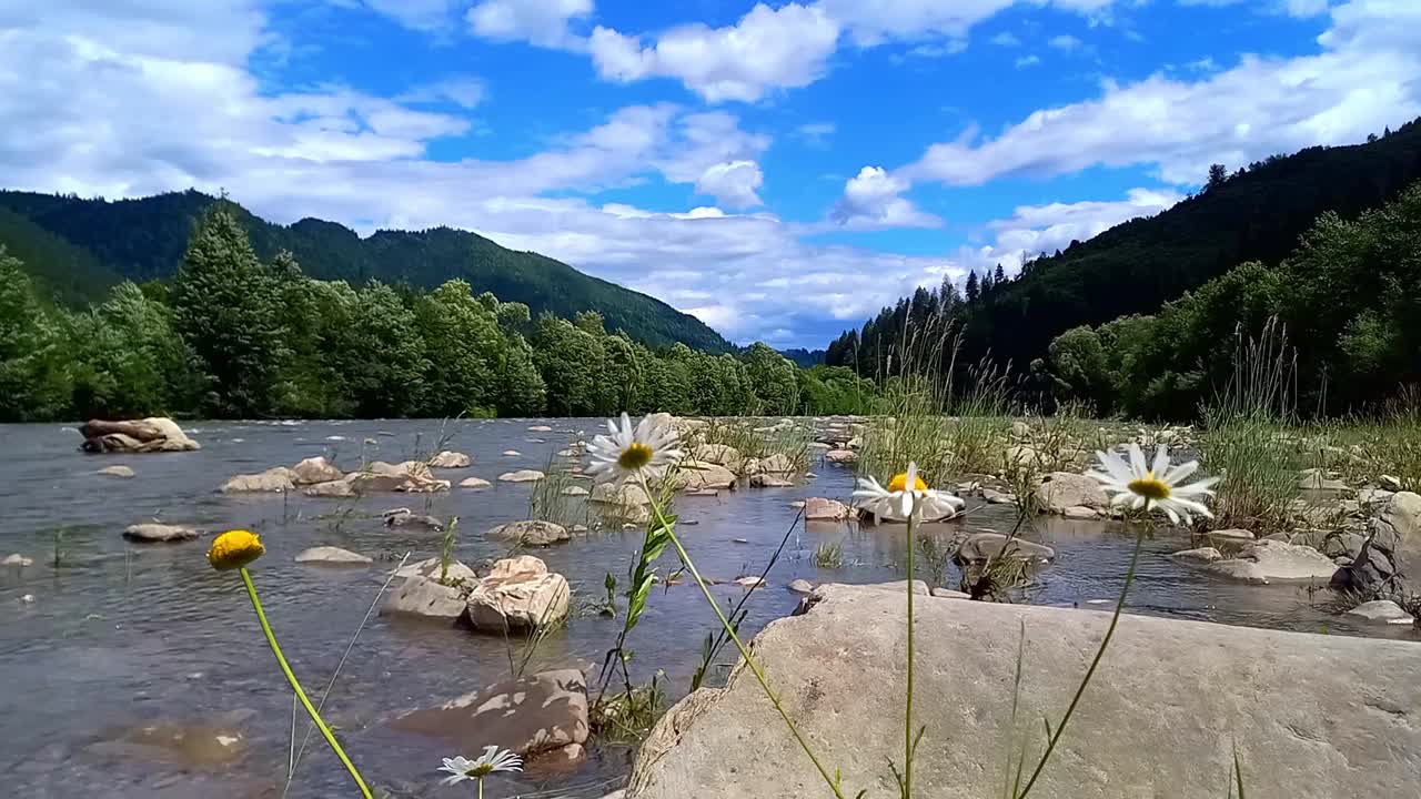 山的风景。基列摩什山河湍急的水流。森林覆盖的山脉沿着河床上升。夏天，晴天。乌克兰，喀尔巴阡山脉，伊万诺-弗兰科夫斯克地区。有选择性的重点视频素材