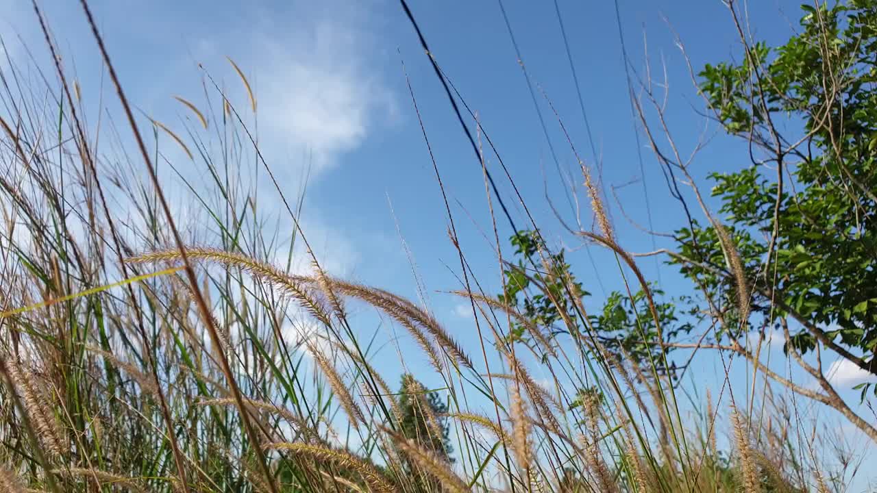 在一个晴朗的日子里，在蓝天的背景下，杂草正在盛开视频下载