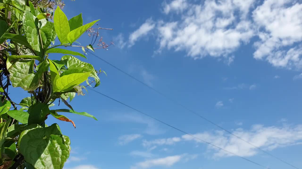 在一个晴朗的日子里，绿色的植物被风吹到蓝天的背景上视频下载