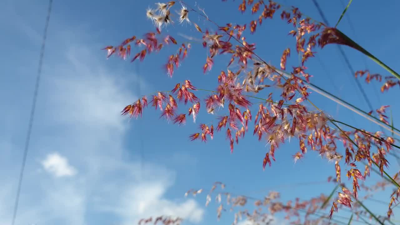 在一个晴朗的日子里，粉红色的草花在蓝天的映衬下盛开视频下载