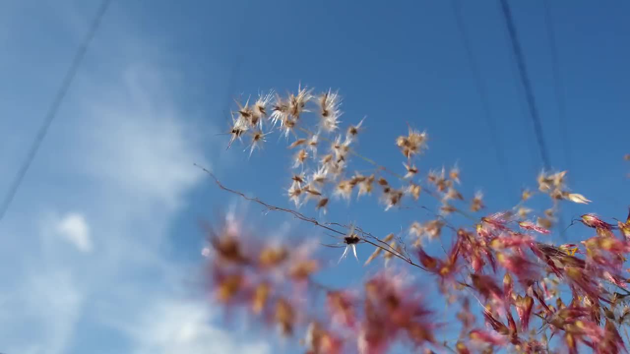 在一个晴朗的日子里，粉红色的草花在蓝天的映衬下盛开视频下载