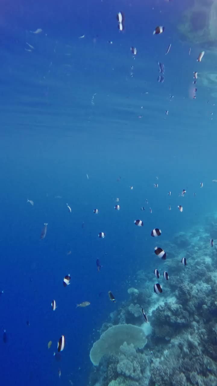 热带蓝海中条纹鱼和珊瑚礁的海洋风光。垂直镜头视频素材