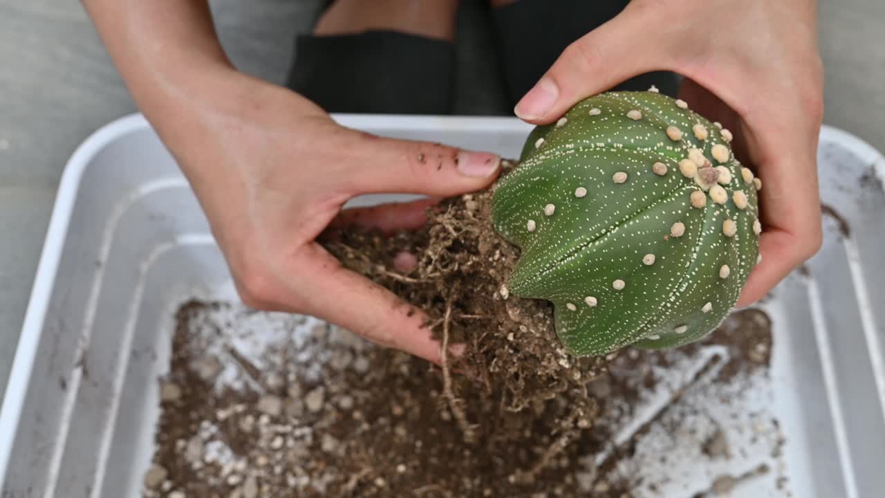 一名妇女在将Astrophytum asterias仙人掌移植到新花盆之前，正在清除旧土。视频下载