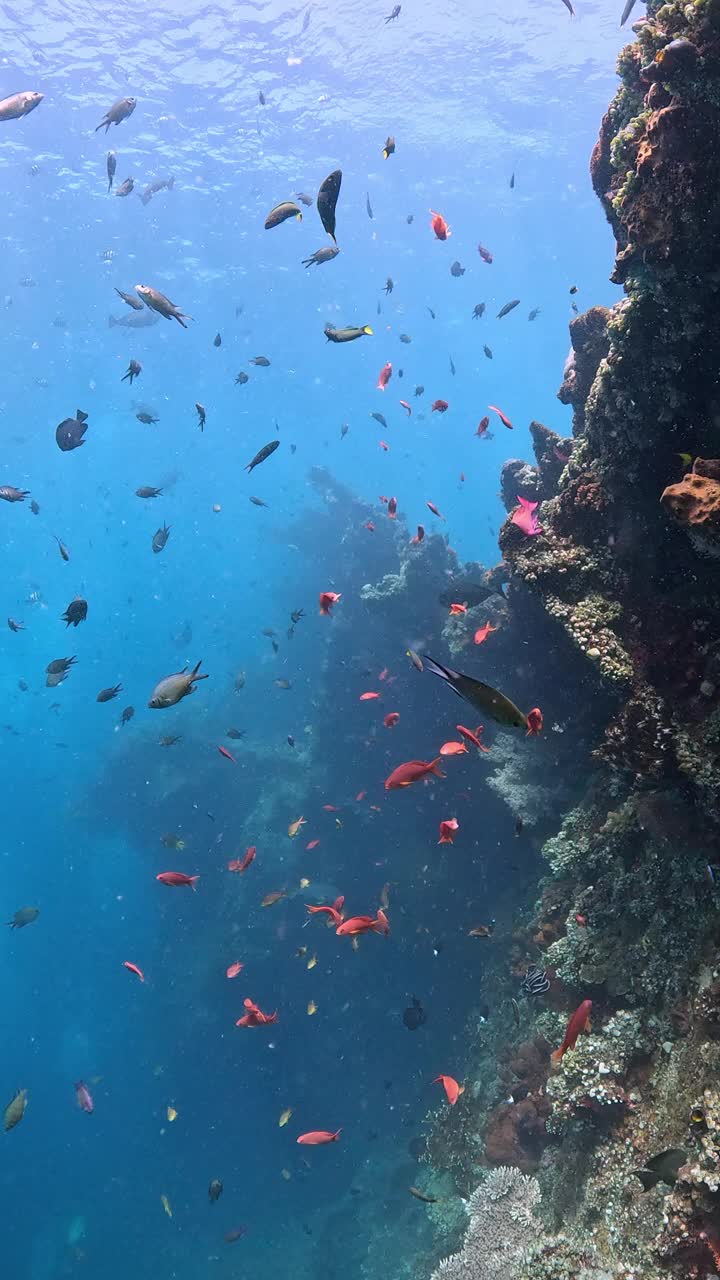 自由海难视频素材