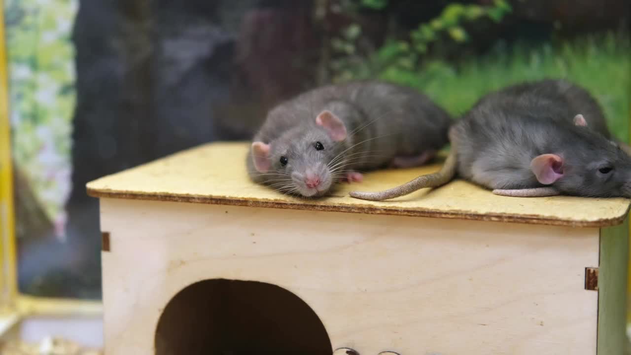 有趣的宠物老鼠躺在木笼子里。视频素材