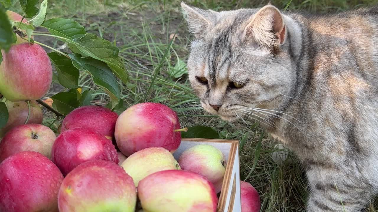 猫在果园里吃苹果视频素材