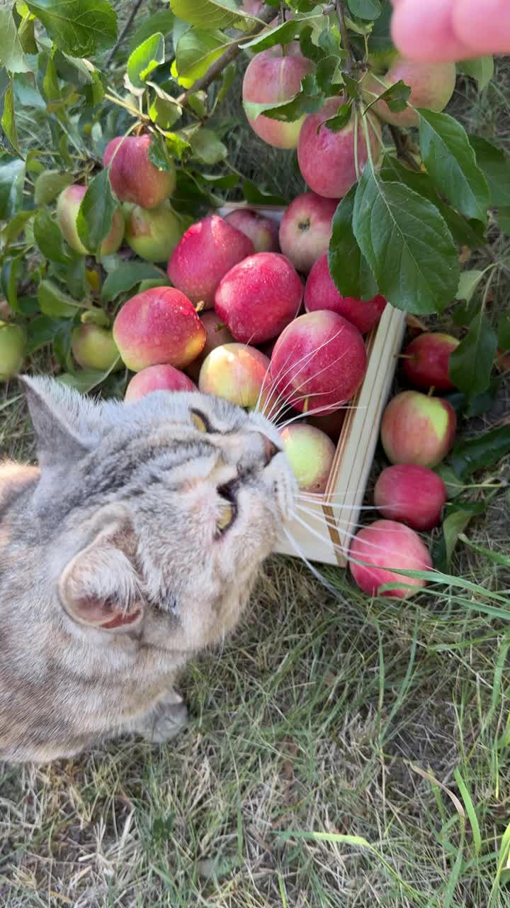 猫在果园里吃苹果，垂直视频。视频素材