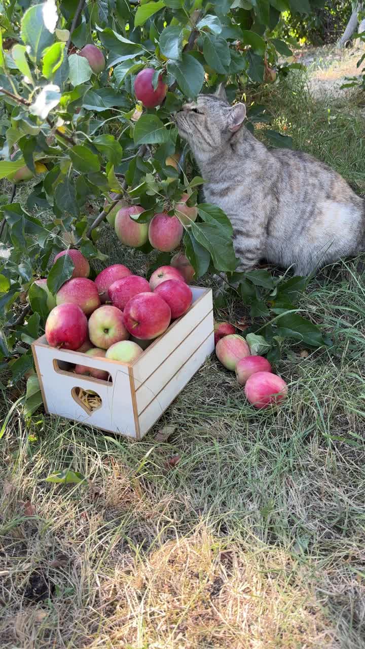 有趣的猫在苹果园，垂直视频。视频下载