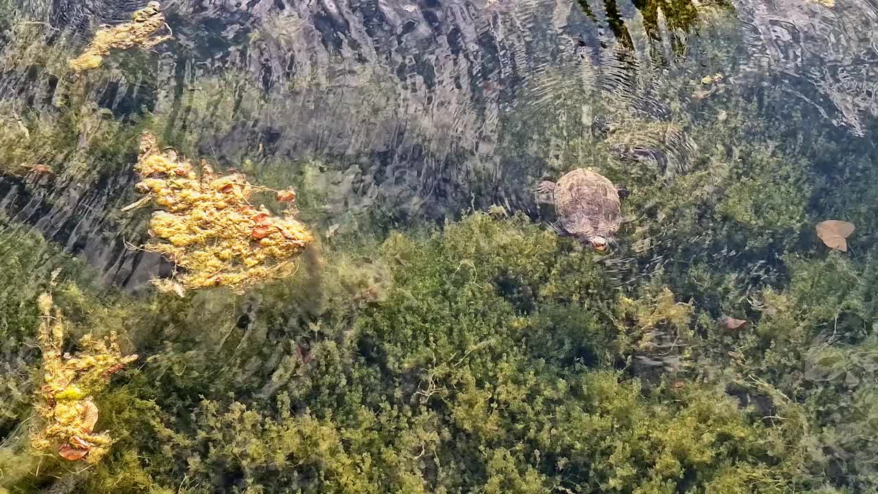 可爱的海龟在清澈的池塘里游泳，池塘里有植物视频下载