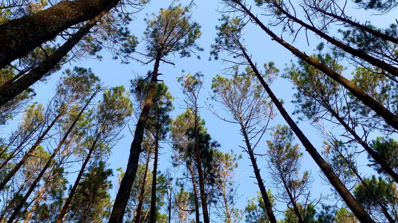 低角的高大松树林在一个晴朗的夏日里有着蓝天视频下载