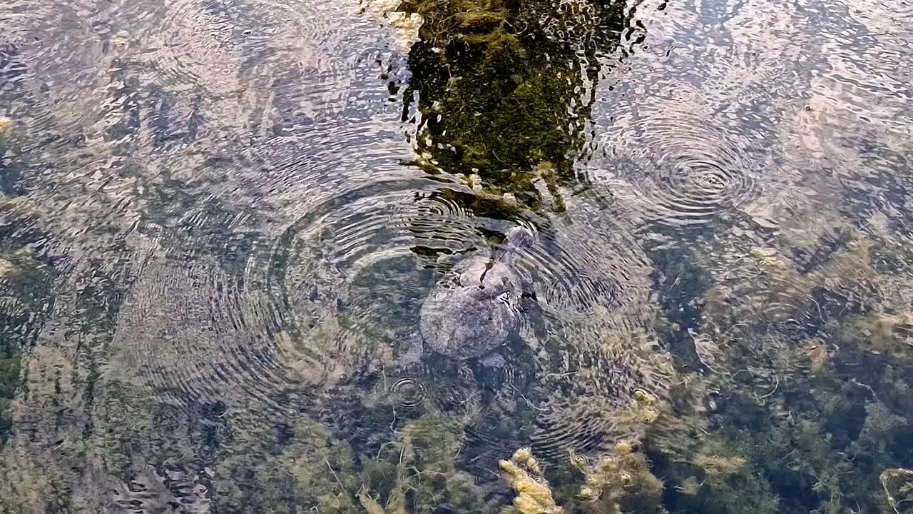 可爱的海龟在清澈的池塘里游泳，池塘里有植物视频下载