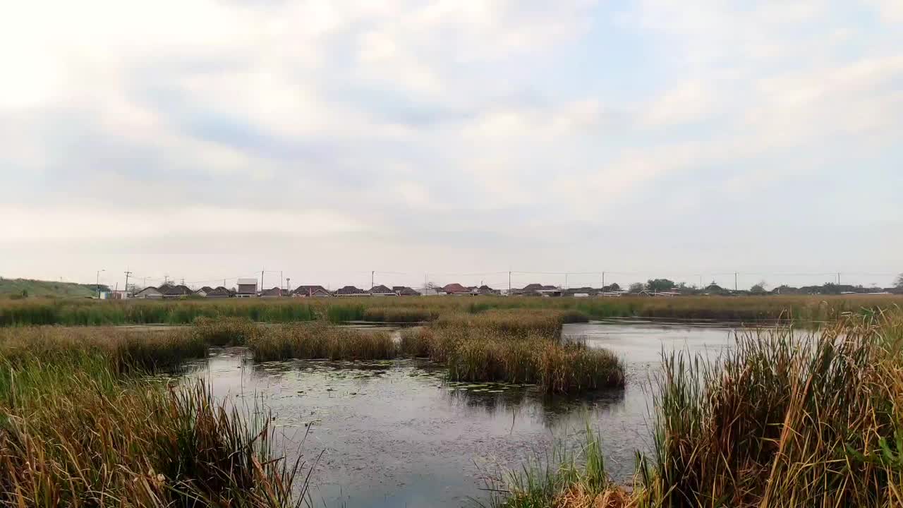 住宅区附近沼泽的水下长着高大的草视频下载