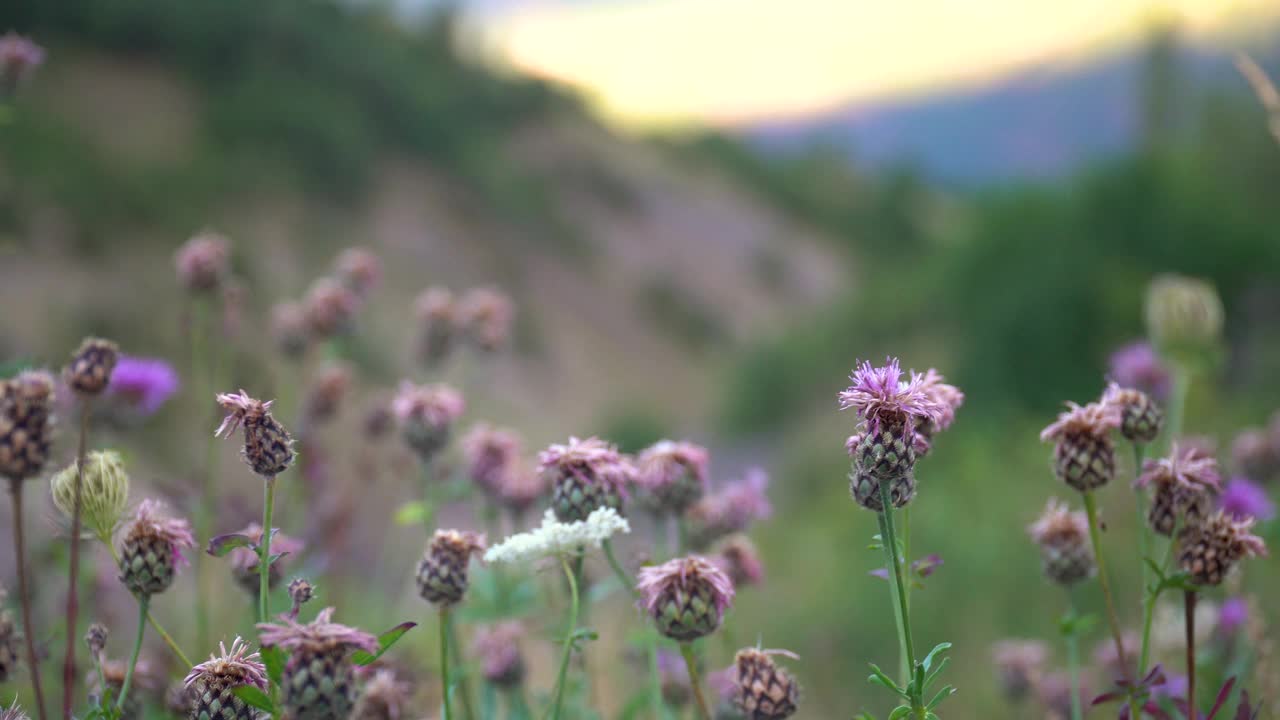 景观野花视频下载