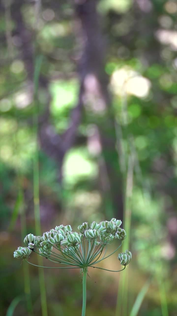 景观野花视频下载