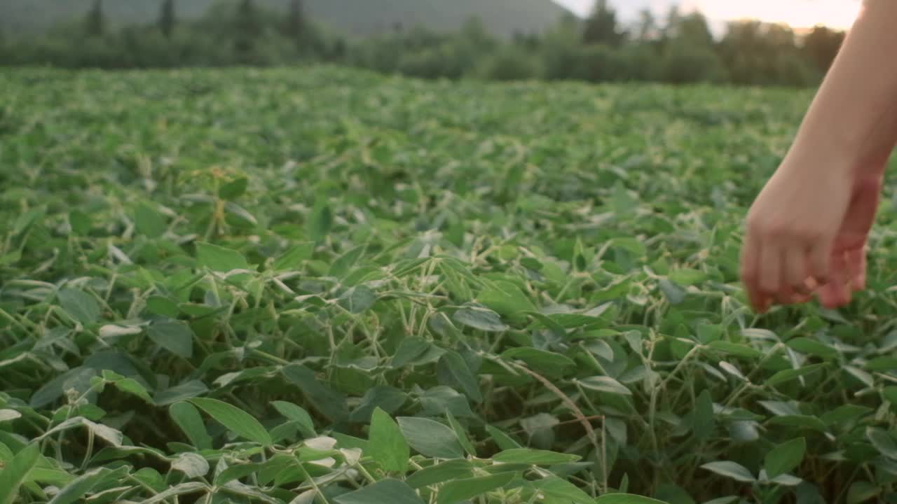 专注的年轻女农民检查茎年轻的大豆植物与绿叶生长在日落的田地。树叶向着太阳伸展。有机农业。大豆蔬菜食品农业。慢动作视频下载