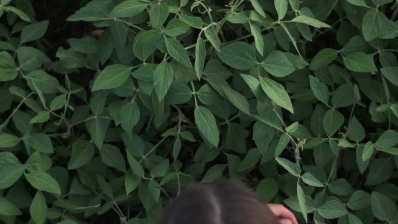 俯视图的年轻妇女农民检查大豆作物的叶片在耕地，女性触摸绿色植物在晚上的时间。农业环境保护。有机农业理念视频下载