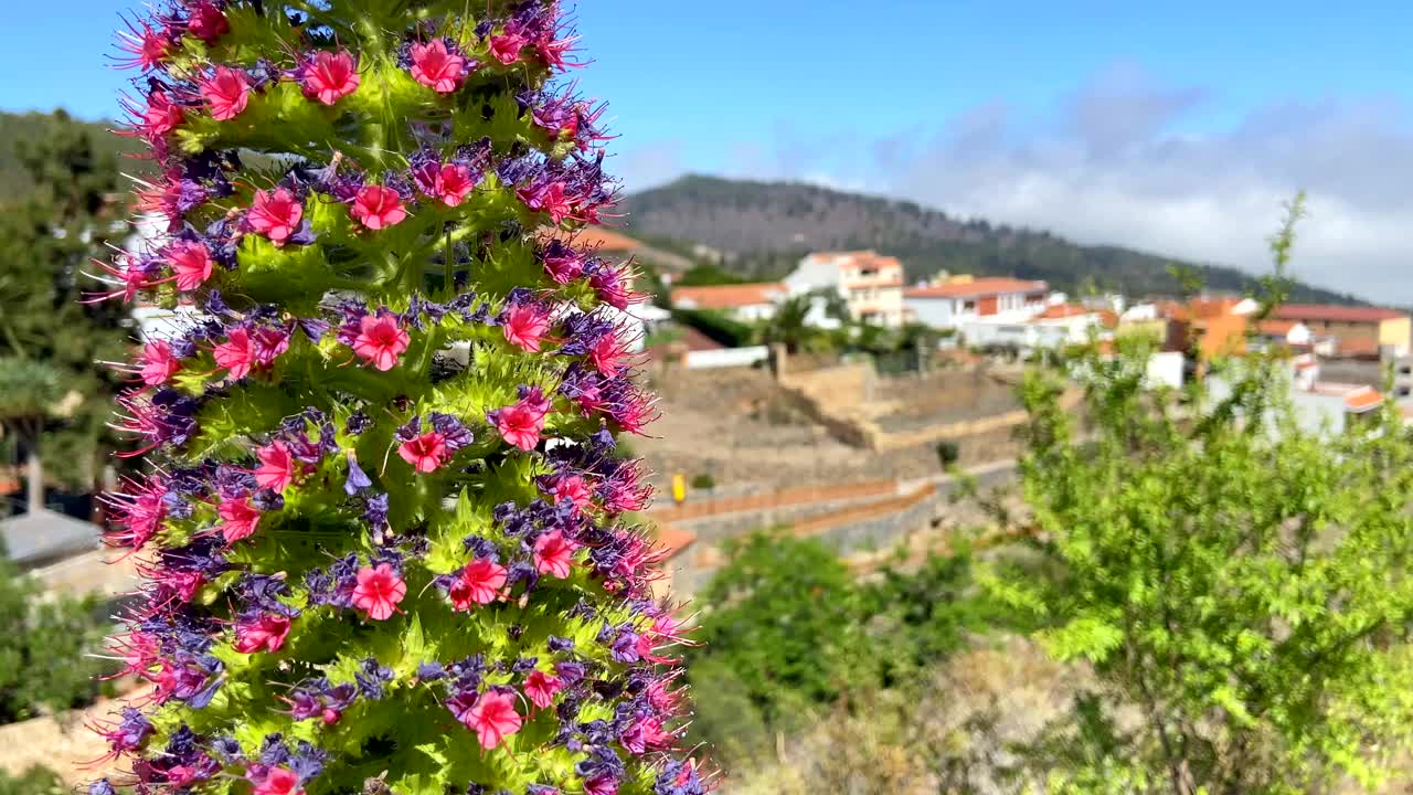 美丽的乡村景色Vilaflor山村位于高地南部特内里费岛，加那利群岛，西班牙与Tajinaste花在前景视频下载