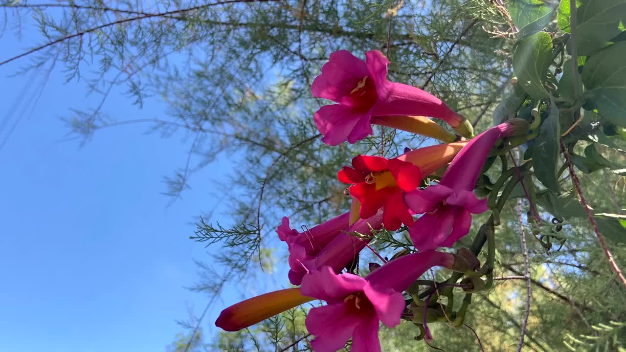 菖蒲又名墨西哥血花、喇叭。热带观赏藤本植物。视频下载