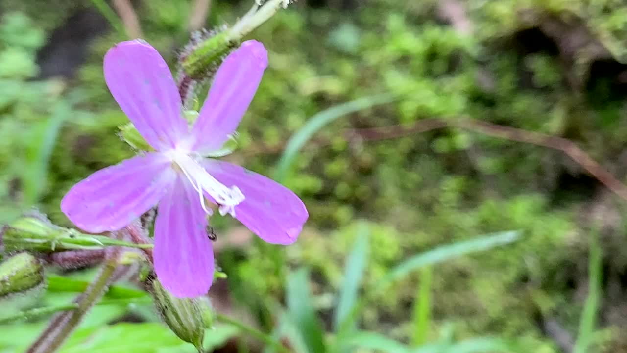 大天竺葵(Geranium reuteri)是加那利群岛特有的天竺葵科开花植物。视频下载