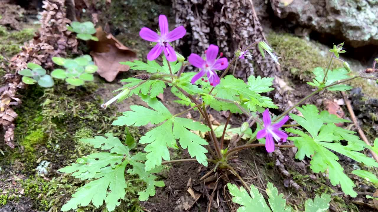 大天竺葵(Geranium reuteri)是加那利群岛特有的天竺葵科开花植物。视频下载