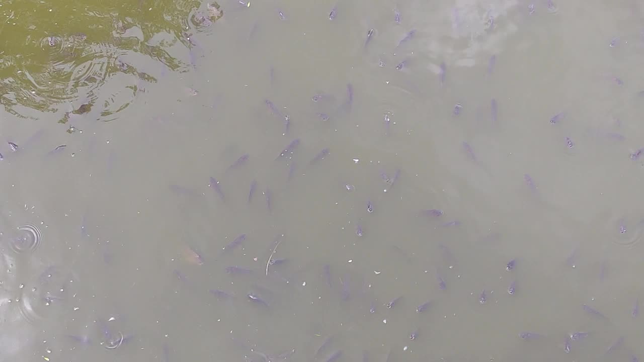 许多鱼在池塘里觅食视频下载