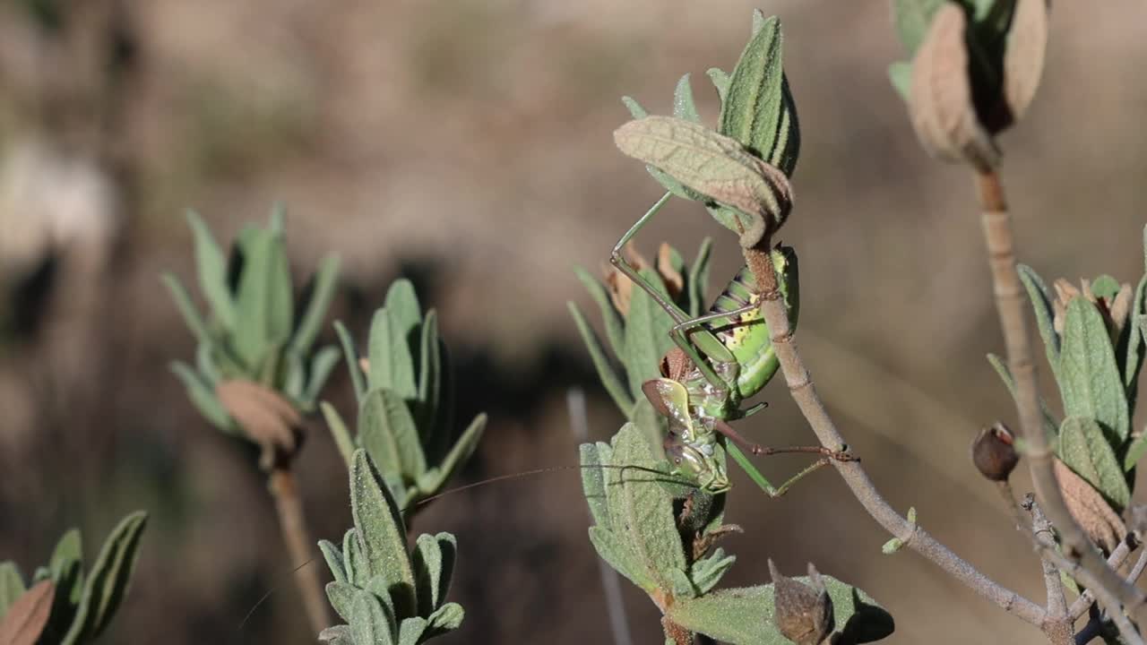 蟋蟀在岩蔷薇植物上唱歌视频素材