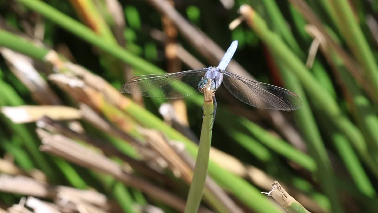 蜻蜓Orthetrum brunneum，蓝色哨兵，把脸藏在芦苇后面视频素材