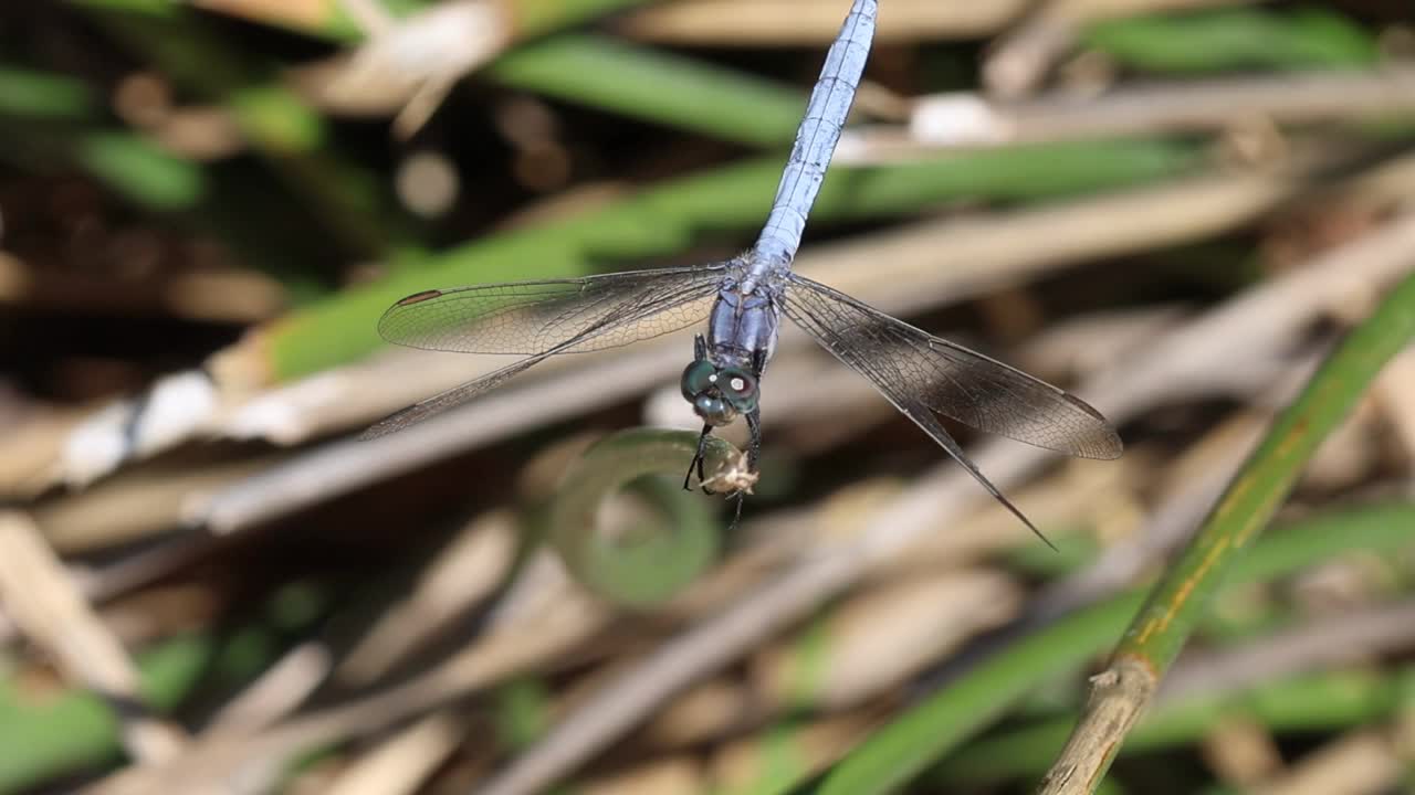 蜻蜓Orthetrum brunneum，蓝色哨兵栖息在芦苇从上面看视频素材