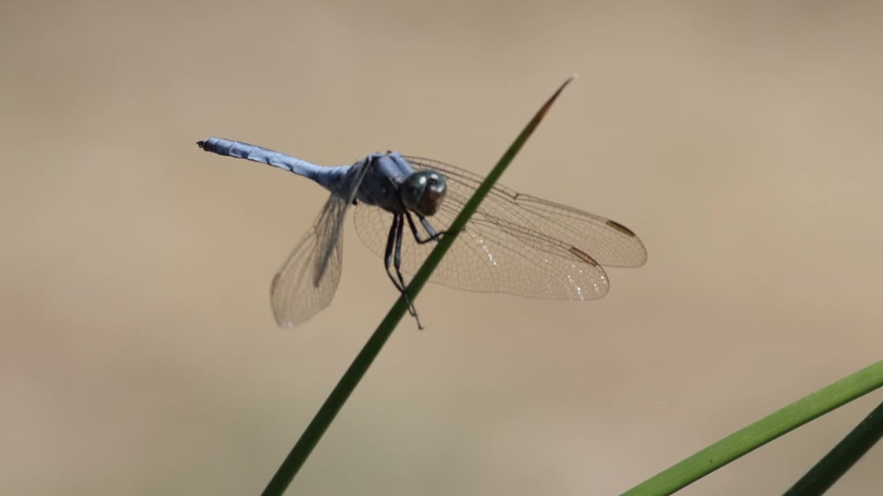 蜻蜓Orthetrum brunneum，栖息在芦苇上的蓝色哨兵扬起翅膀飞走了视频素材