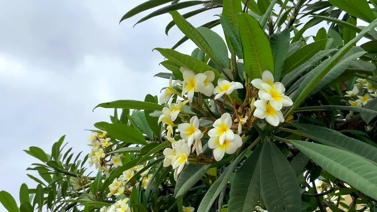 白色的鸡蛋花或凤仙花热带树在蓝天下开花，西班牙加那利群岛的特内里费岛视频下载