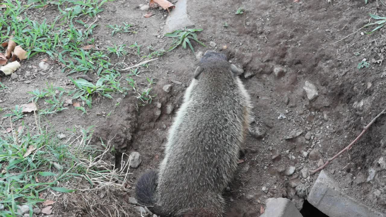 土拨鼠土拨鼠地松鼠走出洞穴穴(小毛鼠猪)挖掘在公园嗅，梳理视频下载