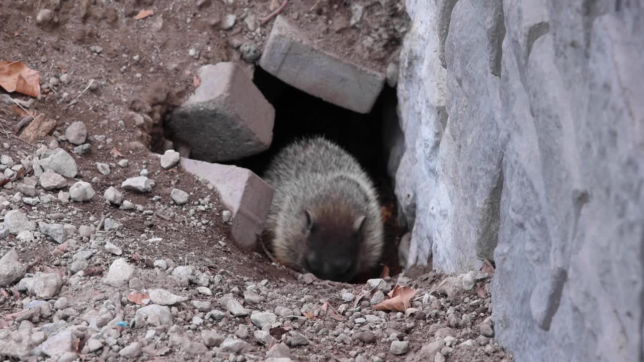 土拨鼠土拨鼠地松鼠走出洞穴穴(小毛鼠猪)挖掘在公园嗅，梳理视频素材