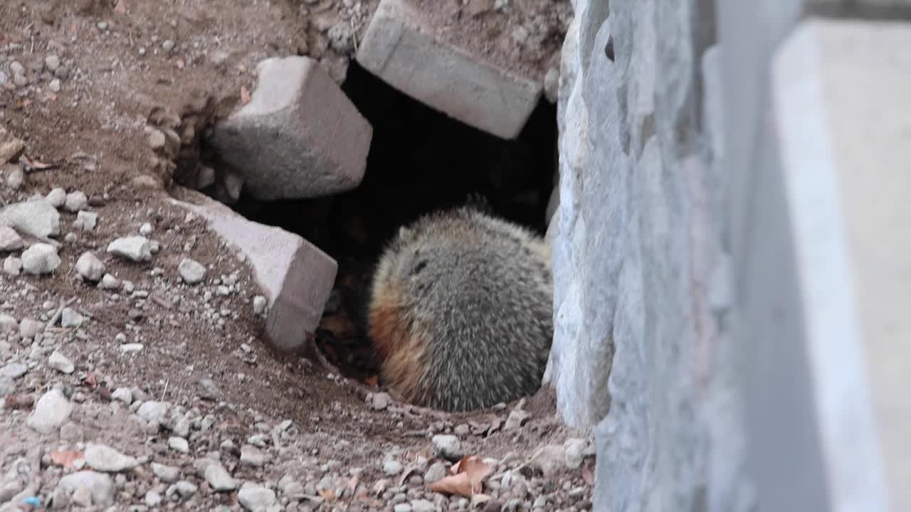 土拨鼠土拨鼠地松鼠走出洞穴穴(小毛鼠猪)挖掘在公园嗅，梳理视频下载