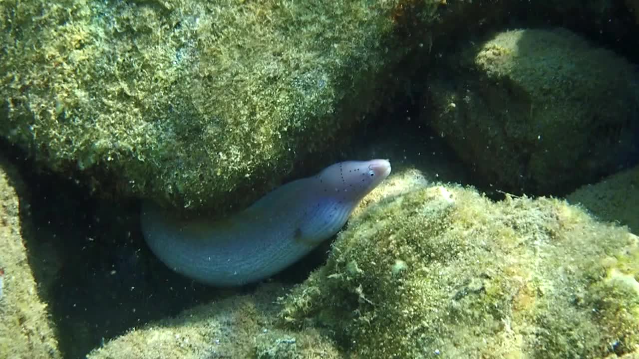 白色的海是游泳的石头，红海视频下载