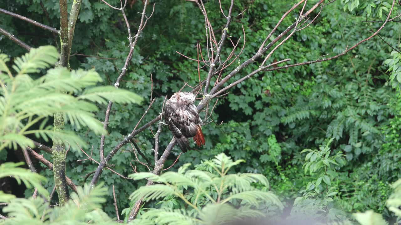 雨中坐在树枝上的红尾鹰(湿鸟修饰自己)暴雨自然动物尾巴猛禽美丽的猛禽视频下载