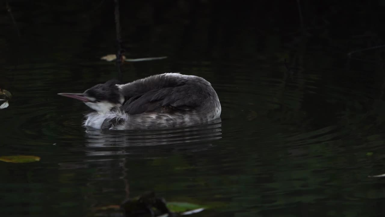 一只大凤头grebe (Podiceps cristatus)在冬天整理羽毛视频下载