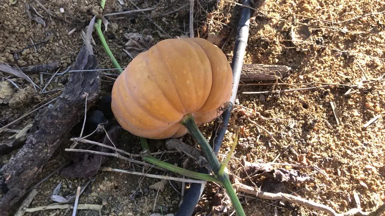 美味的熟南瓜可以用勺子吃视频下载